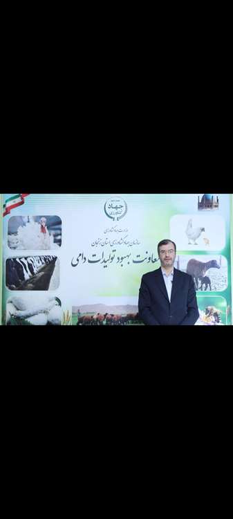 گوسفند افشاری 